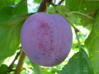 Сорт сливы Стартовая