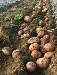 Сорт картофеля Першацвет 0