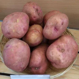 Сорт картофеля Алена 0