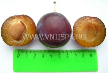Сорт сливы домашней Кромань 0
