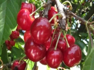 Сорт черешни Александрия