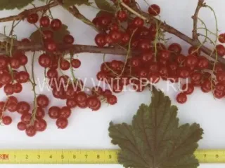 Сорт смородины красной Память Губенко