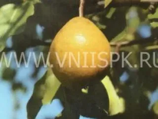 Сорт груши Дочь Амура