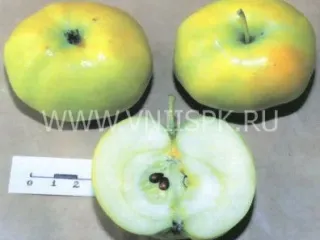 Сорт яблони Кушнаренковское Осеннее
