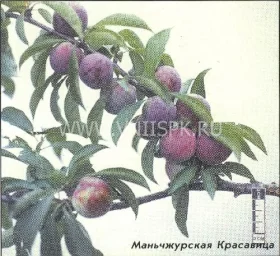 Сорт сливы китайской Маньчжурская Красавица 0