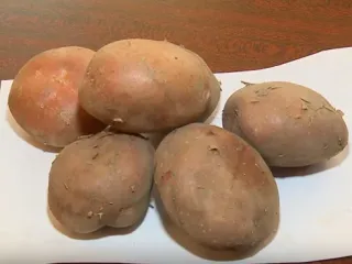 Сорт картофеля Утро раннее