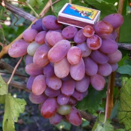 Сорт винограда Сенсация 1