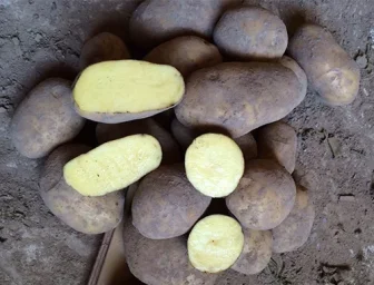 Сорт картофеля Бриз 3