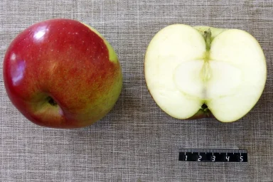 Сорт яблони Чародейка 0