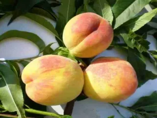 Сорт персика Отличник