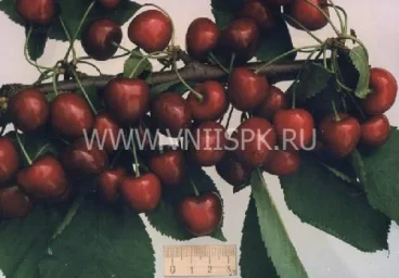Сорт черешни Мелитопольская Чёрная 0