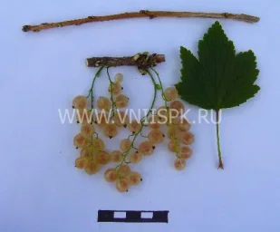 Сорт смородины красной Смольяниновская (Белая Смольяниновой) 0