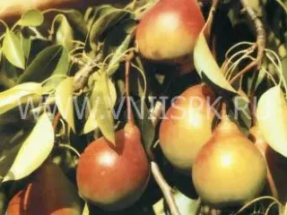 Сорт груши Россошанская Красивая