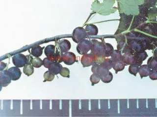 Сорт смородины черной Гайхал