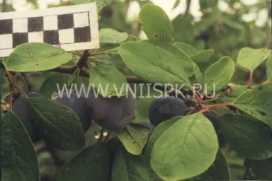 Сорт сливы домашней Виола 0