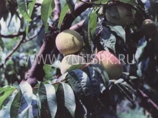 Сорт персика Джаминат