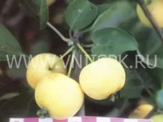 Сорт яблони Бердское Сладкое