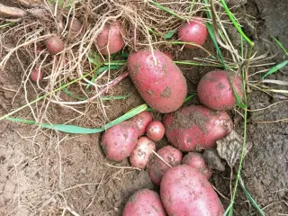 Сорт картофеля Аляска