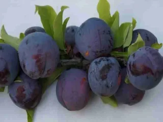 Сорт сливы китайской Сапфир
