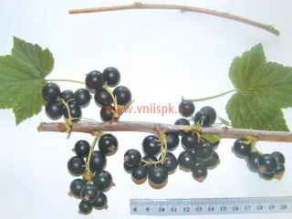 Сорт смородины черной Чишма