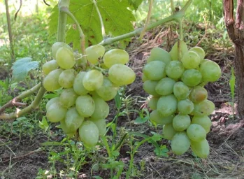 Сорт винограда Элегант 0