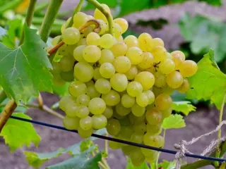 Сорт винограда Кишмиш 342 (Кишмиш венгерский)