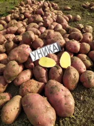 Сорт картофеля Уника 0