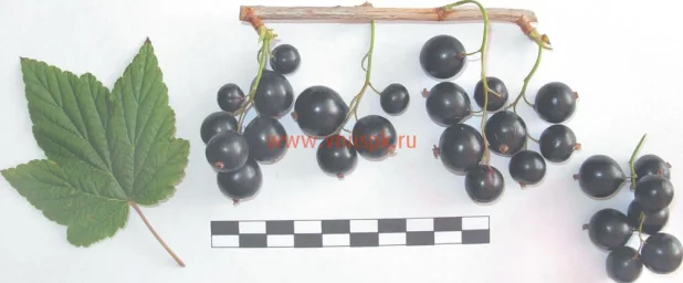 Сорт смородины черной Экстрим 0