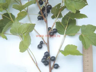 Сорт смородины черной Добрая