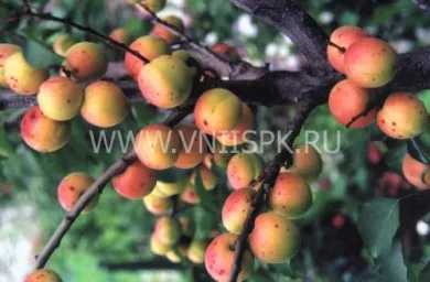 Сорт абрикоса Графиня 0