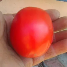 Сорт томата Рио гранде 2