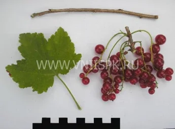 Сорт смородины красной Лидер 0