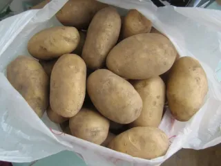 Сорт картофеля Колобок