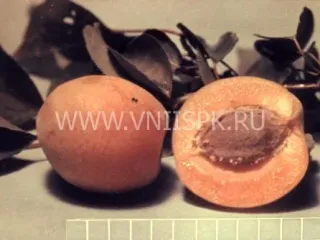 Сорт абрикоса Рекламный