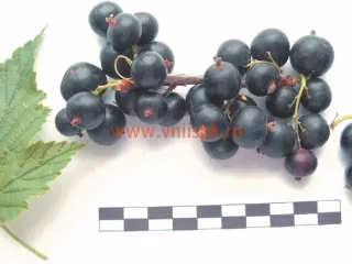 Сорт смородины черной Ника (Смородина)