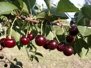 Сорт вишни Чернокорка