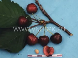 Сорт черешни Кубанская (Черешня)