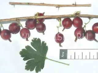 Сорт крыжовника Маяк