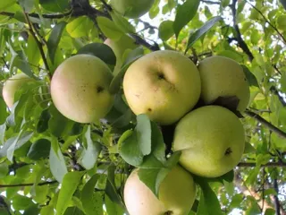 Сорт яблони Кутузовец