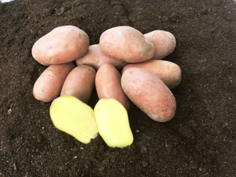 Сорт картофеля Санибель 0