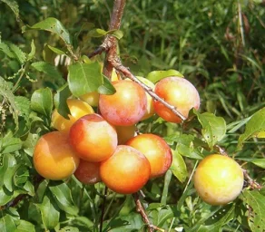 Сорт сливы Скороплодная 2