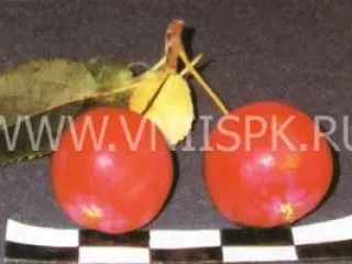 Сорт яблони Фонарик