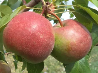 Сорт груши Бергамот Самарский