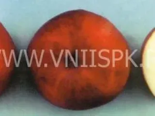 Сорт яблони Вишневая