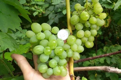 Сорт винограда Гарольд 0