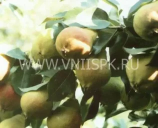 Сорт груши Детская 0