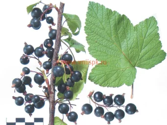 Сорт смородины черной Орловия 0