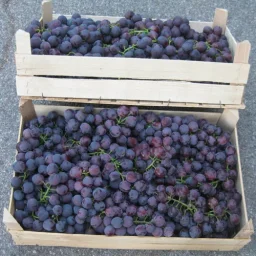 Сорт винограда Кардинал 0