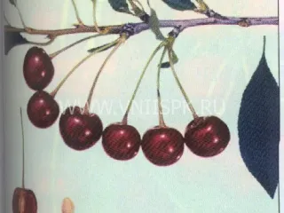 Сорт вишни Касмалинка