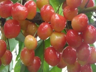 Сорт черешни Барыня